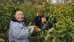 Picking tangerines in Jeju