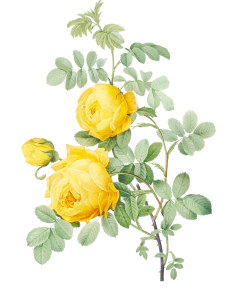 Yellow rose